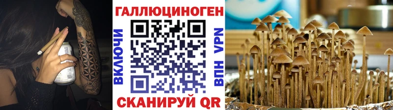 нарко площадка формула  kraken как войти  Махачкала  Галлюциногенные грибы MAGIC MUSHROOMS 